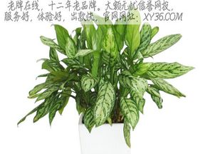二七十字牌游戏下载,畅游牌桌乐趣