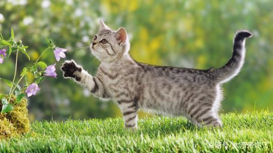 猫与欲游戏,探寻欲望与自由的猫界奇幻之旅