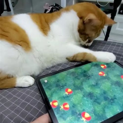 逗猫咪的游戏,猫咪互动游戏欢乐指南